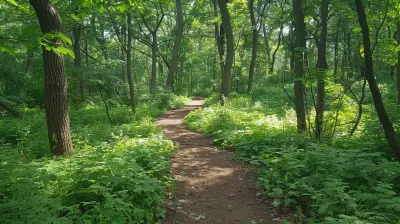 Nature Walks A Simple Way To Recharge Your Mind And Body