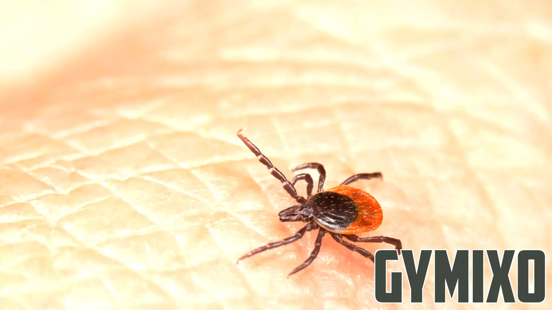 ‘Don’t Let Ticks Stick’: Alexandria health officials want you to be on lookout for bloodsuckers