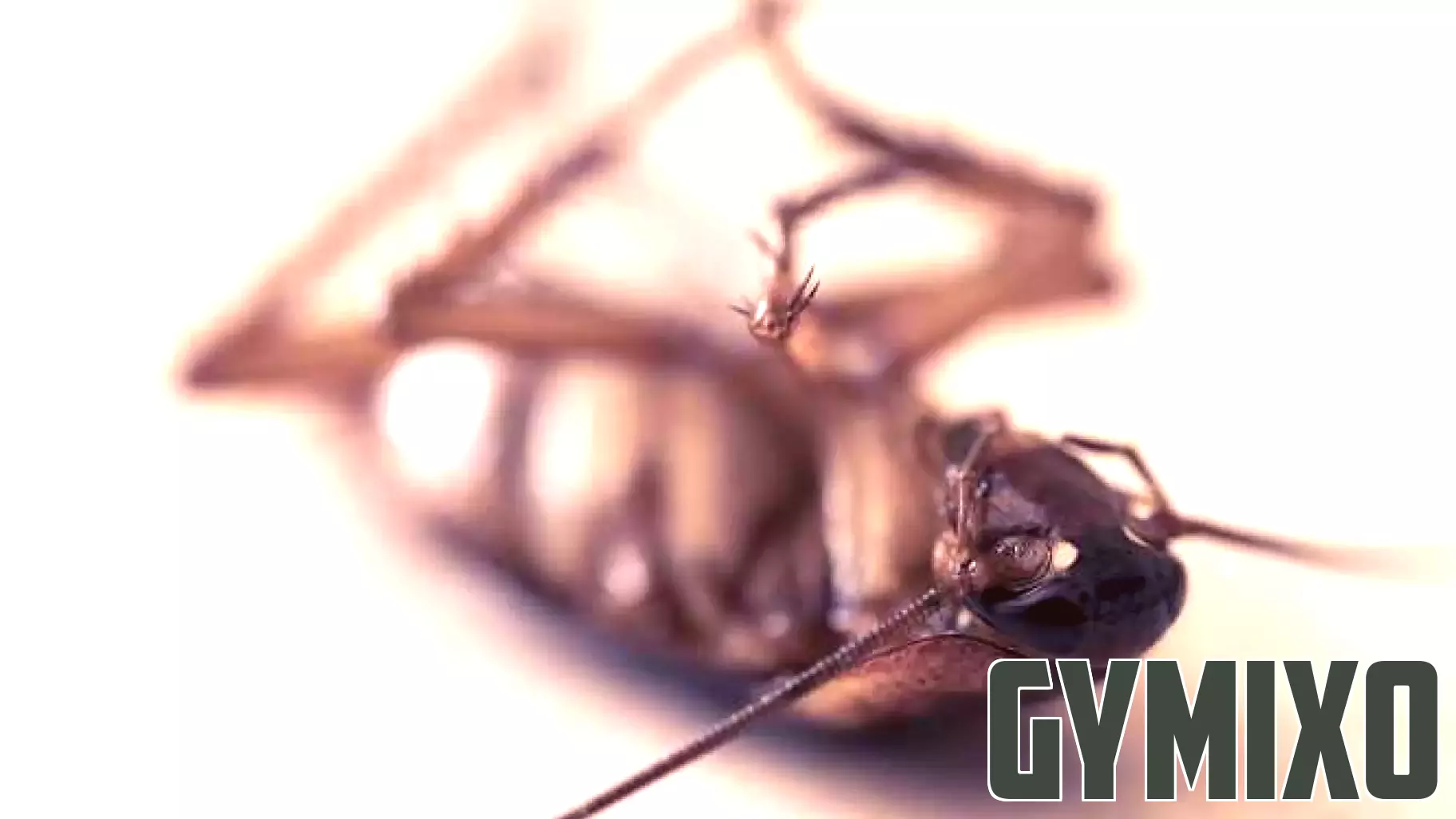 Health Concerns Lead to Temporary Closures of 11 Central Florida Restaurants