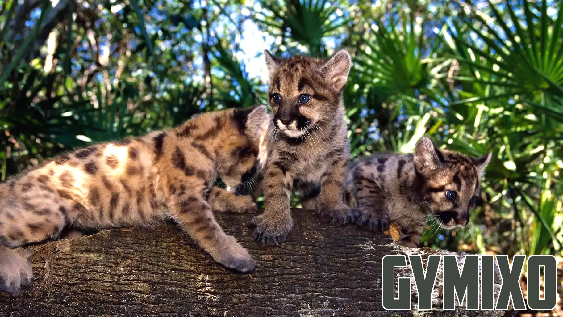 Poor genetic health threatens many species