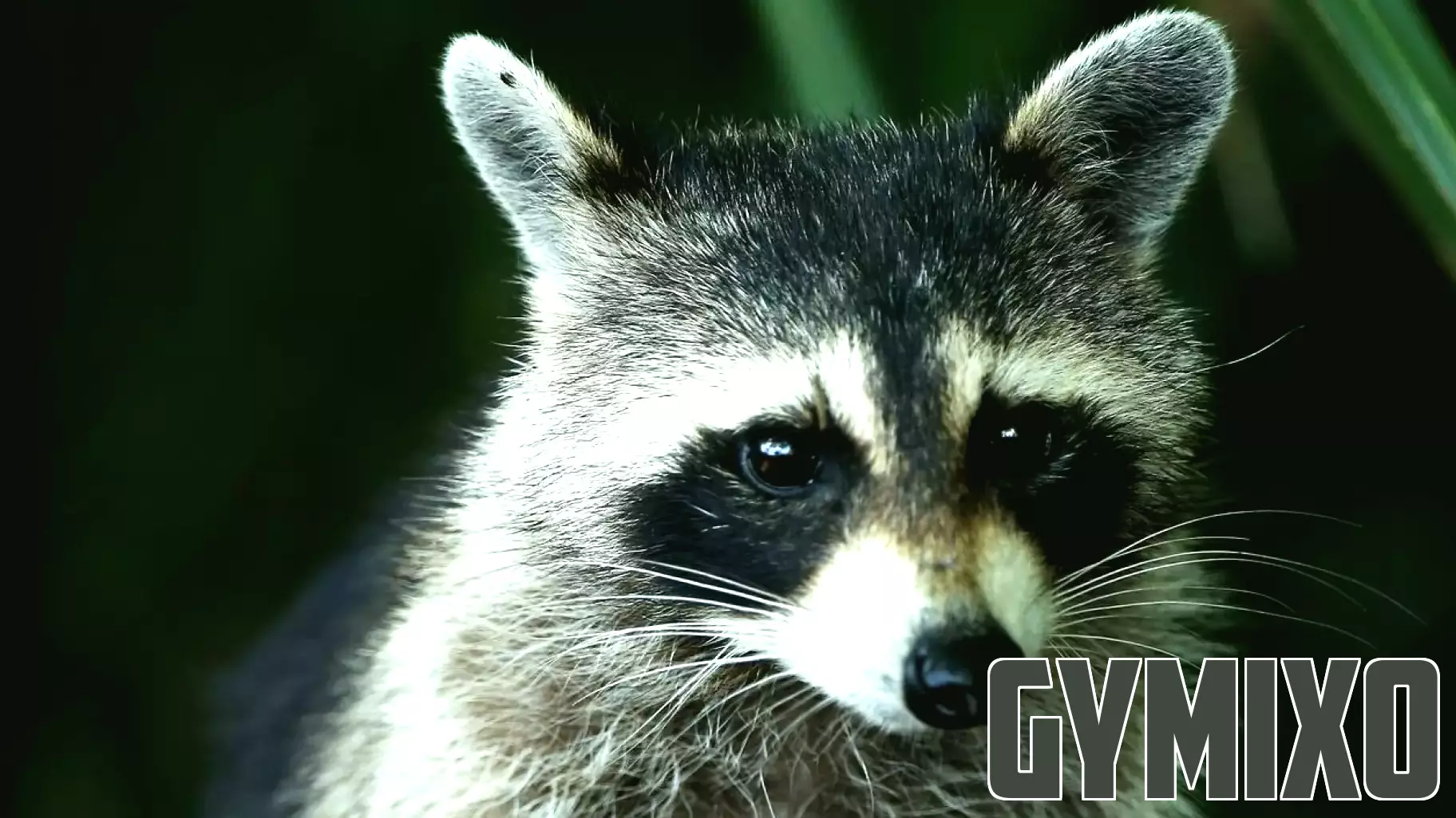 Raccoon in Whitesboro tests positive for rabies, health officials warn