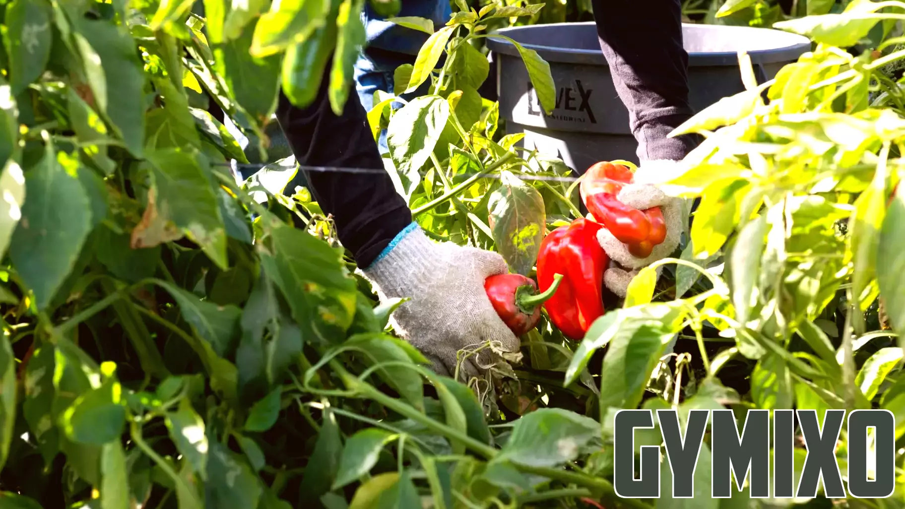 They harvest the nation’s food — and a new rule may strip them of health insurance