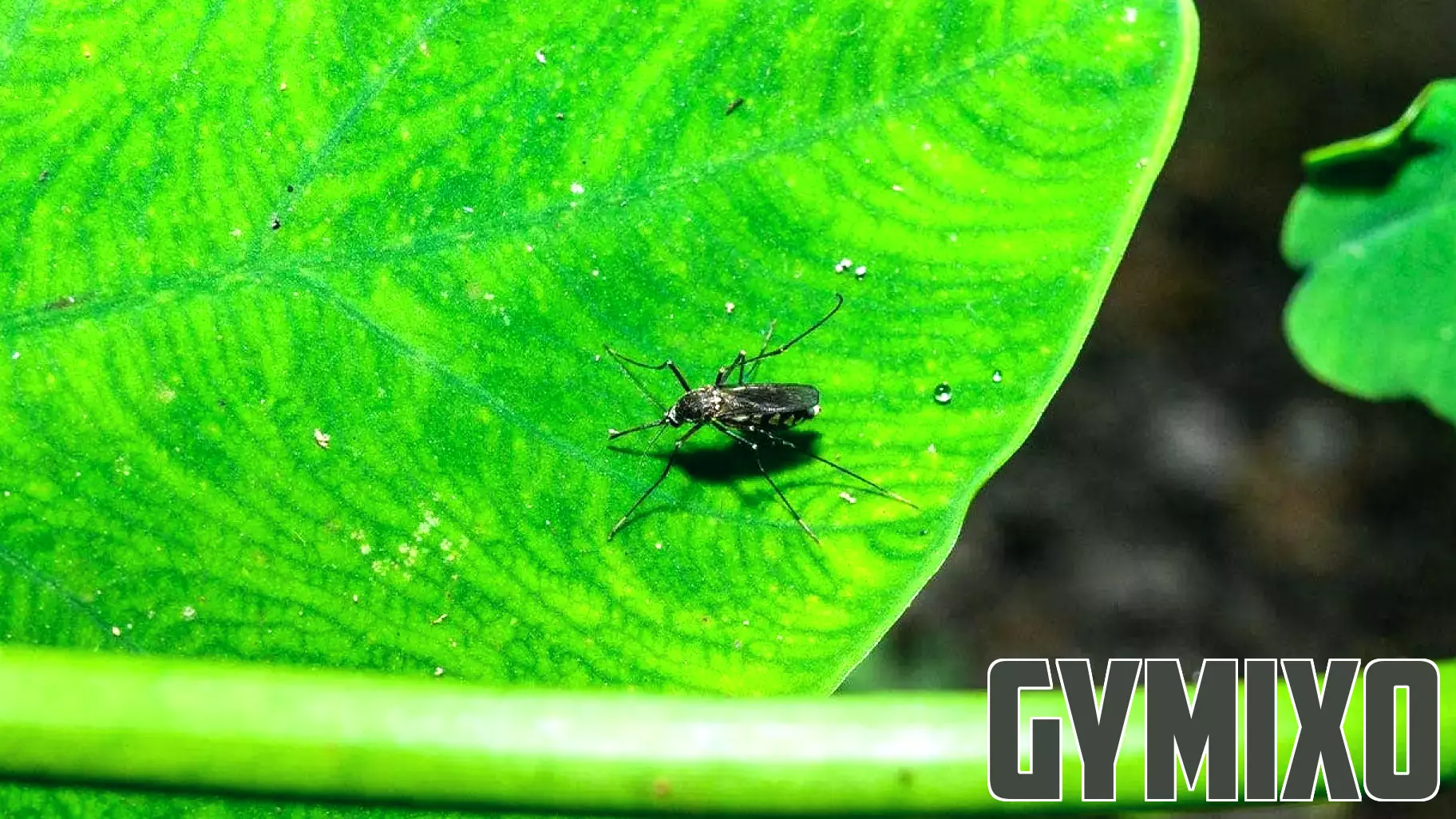 West Nile virus detected in southern state as health officials warn residents about mosquitoes