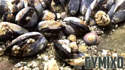 California Implements Mussel Quarantine Due to Toxicity Concerns
