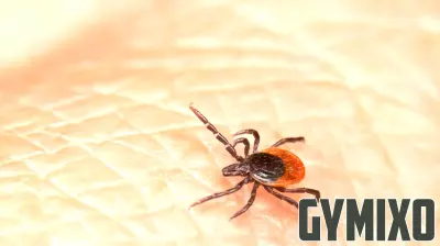 ‘Don’t Let Ticks Stick’: Alexandria health officials want you to be on lookout for bloodsuckers