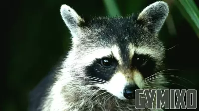 Raccoon in Whitesboro tests positive for rabies, health officials warn