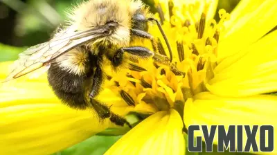 Summer stings: Allergic reactions are the greatest health risks from bees and wasps