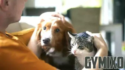 Understanding Pet Bonds: A Study Links Attachment Styles to Mental Health
